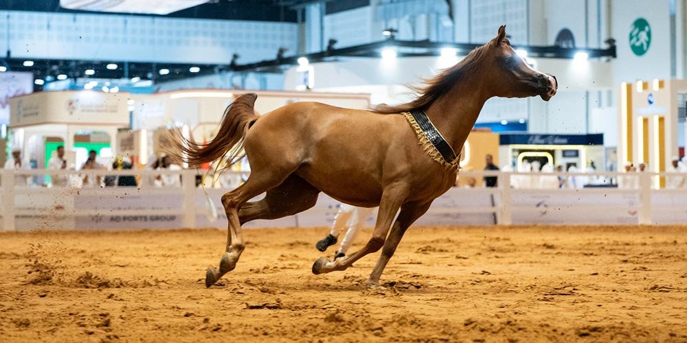 ADIHEX 2026 Heads Into Final Weekend of Record-Breaking Auctions ADIHEX 2026 Heads Into Final Weekend of Record-Breaking Auctions - adihex heads